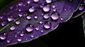 drops of dew on a purple flower leaf close-up, abstract illustration Royalty Free Stock Photo