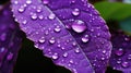 drops of dew on a purple flower leaf close-up, abstract illustration Royalty Free Stock Photo