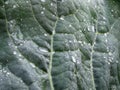 Drops of dew or rain on a fresh green leaf of cabbage or lettuce, close-up. Background, concept of organic vegetables, proper Royalty Free Stock Photo