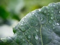 Drops of dew or rain on a fresh green leaf of cabbage or lettuce, close-up. Background, concept of organic vegetables, proper Royalty Free Stock Photo