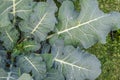 Dew drops on cabbage leaves close up Royalty Free Stock Photo