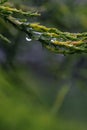 Macro photography. grass with raindrops