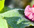 Drops of dew, rain on a leaf and a flower of a nastrution Royalty Free Stock Photo