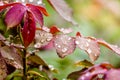 Drops of dew or rain on the leaves of the rose. Wet leaves of roses_ Royalty Free Stock Photo