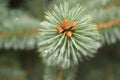 Drops of dew or rain on the needles of an evergreen spruce Royalty Free Stock Photo