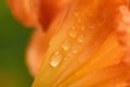 Drops of dew or rain on the petals of the daylily Royalty Free Stock Photo