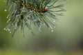 Drops of dew after the rain on pines and needles, the beginning of autumn, cooling. Royalty Free Stock Photo