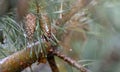 Drops of dew after the rain on pines and needles, the beginning of autumn, cooling. Royalty Free Stock Photo