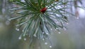 Drops of dew after the rain on pines and needles, the beginning of autumn, cooling. Royalty Free Stock Photo