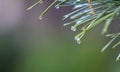 Drops of dew after the rain on pines and needles, the beginning of autumn, cooling. Royalty Free Stock Photo