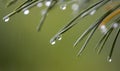 Drops of dew after the rain on pines and needles, the beginning of autumn, cooling. Royalty Free Stock Photo