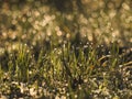 Drops of dew in the rays of the rising sun on the grass with beautiful bokeh Royalty Free Stock Photo