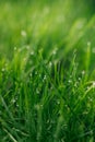 Drops of dew shine on thin blades of grass. Colorful background for web design. Vertical photo. Royalty Free Stock Photo