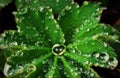 Drops of dew. Water on a leaf. Green background. Wallpaper Royalty Free Stock Photo