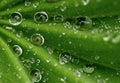 Drops of dew. Water on a leaf. Green background. Wallpaper Royalty Free Stock Photo