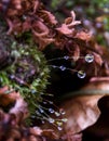 Drops of dew on the spring moss Royalty Free Stock Photo