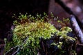 Drops of dew on the spring moss Royalty Free Stock Photo