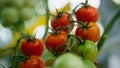 Drops dew tomato plant ripen at vegetable farm closeup. High antioxidant concept Royalty Free Stock Photo