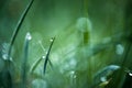 Drops of fresh dew on lush green grass, water droplets on grass, early morning macro nature background Royalty Free Stock Photo