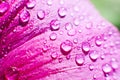 Drops of dew water on a flower petal Royalty Free Stock Photo