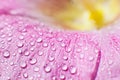 Drops of dew water on a flower petal Royalty Free Stock Photo