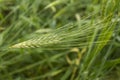 Drops of dew on a young green wheat ear close-up Royalty Free Stock Photo