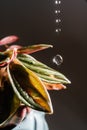 Drops drip on the leaves of domestic plants.