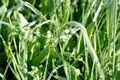 Drops of early morning dew on blades of grass Royalty Free Stock Photo