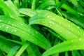 Drops of the first spring rain on fresh green grass. Close-up of grass stalks with transparent rain drops Royalty Free Stock Photo