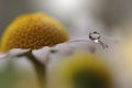 Drops on floral background closeup.Tranquil abstract closeup art photography.Print for Wallpaper...Floral fantasy design... Royalty Free Stock Photo