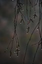 Drops of fog on the birch buds. Royalty Free Stock Photo