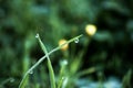 Drops of fresh dew on lush green grass, water droplets on grass, early morning macro nature background Royalty Free Stock Photo