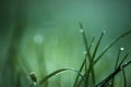 Drops of fresh dew on lush green grass, water droplets on grass, early morning macro nature background Royalty Free Stock Photo