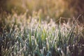 Drops Of Fresh Morning Dew Macro On Green Grass