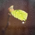 Drops of fresh water on a plant leaf under yellow sunlight. Macro photo. The germ of the plant behind the glass. Royalty Free Stock Photo