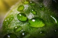 Drops of fresh water on a plant leaf under yellow sunlight. Macro photo. Royalty Free Stock Photo