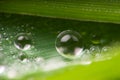 Drops on the grass Royalty Free Stock Photo