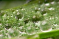 Drops on the grass Royalty Free Stock Photo