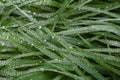 Drops on a grass. Fresh green grass with raindrops. Wet grass texture. Natural background. Ecology. Water drops on the grass. Many