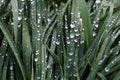 Drops on a grass. Fresh green grass with raindrops. Wet grass texture. Natural background. Ecology. Water drops on the grass. Many