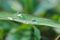 Drops on the grass Royalty Free Stock Photo