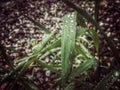 drops, grass, rain, wet stones, cloudy, nature, wet ground