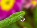 Drops with green grass and flowers Royalty Free Stock Photo