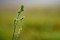 Drops in the green grass. Macro photo. Spider web with raindrops on green grass. Abstract floral background. Drops of Royalty Free Stock Photo