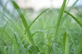 Drops on the green grass after rain. Water drop on the grass lea Royalty Free Stock Photo