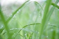 Drops on the green grass after rain. Water drop on the grass lea Royalty Free Stock Photo