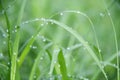 Drops on the green grass after rain. Water drop on the grass lea Royalty Free Stock Photo
