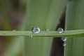 Drops on a green leaf