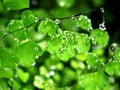 Drops on green leaves foliage Adiantum capillus-veneris ,acthiopicum ,Parco dei Nebrodi ,Sicily ,ltaly ,black Maidenhair fern Royalty Free Stock Photo