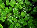 Drops on green leaves foliage Adiantum capillus-veneris ,acthiopicum ,Parco dei Nebrodi ,Sicily ,ltaly ,black Maidenhair fern